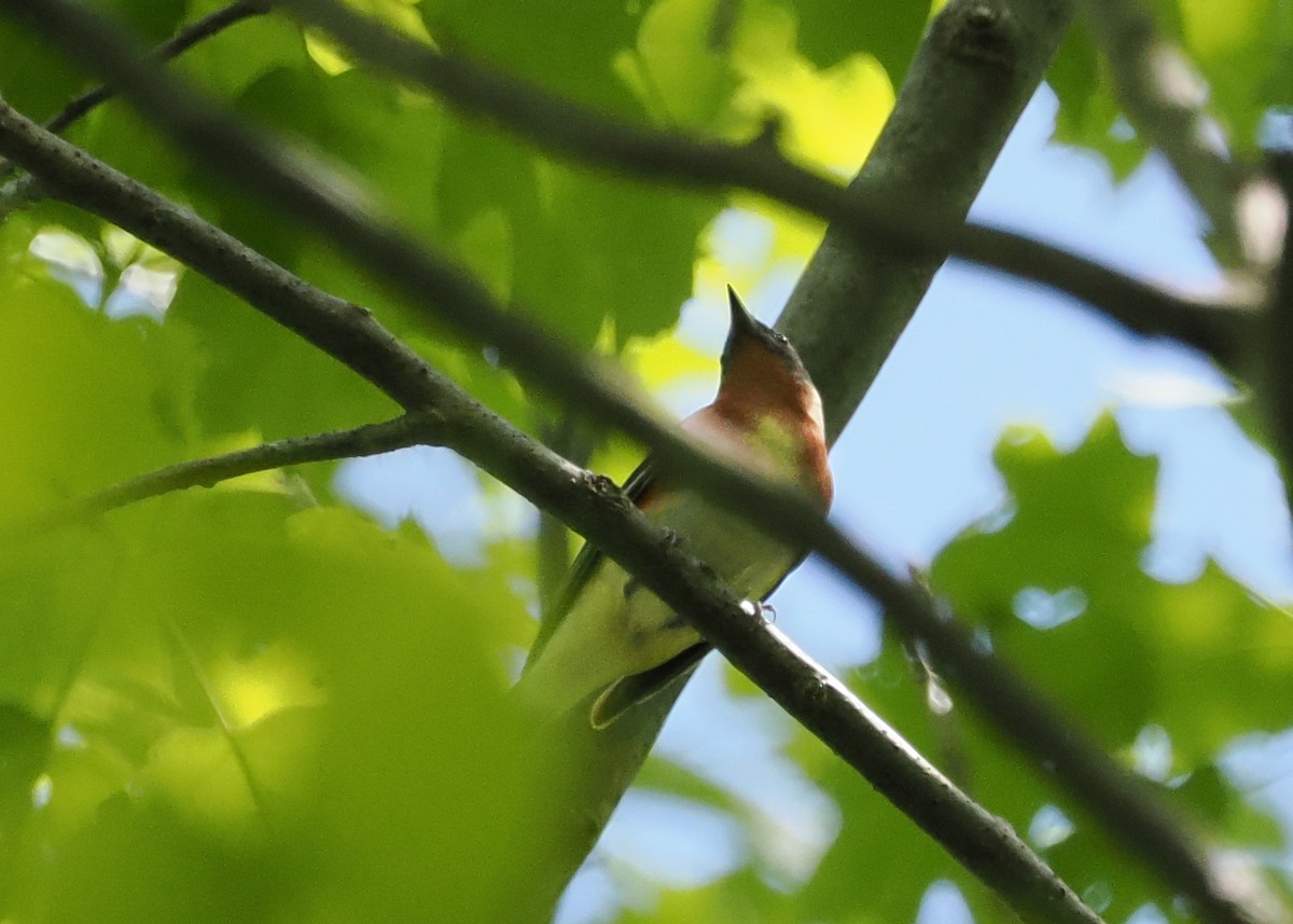 Bay-breasted Warbler - ML635916520
