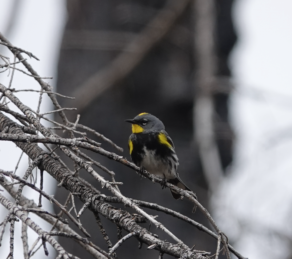 Yellow-rumped Warbler (Audubon's) - ML635916548