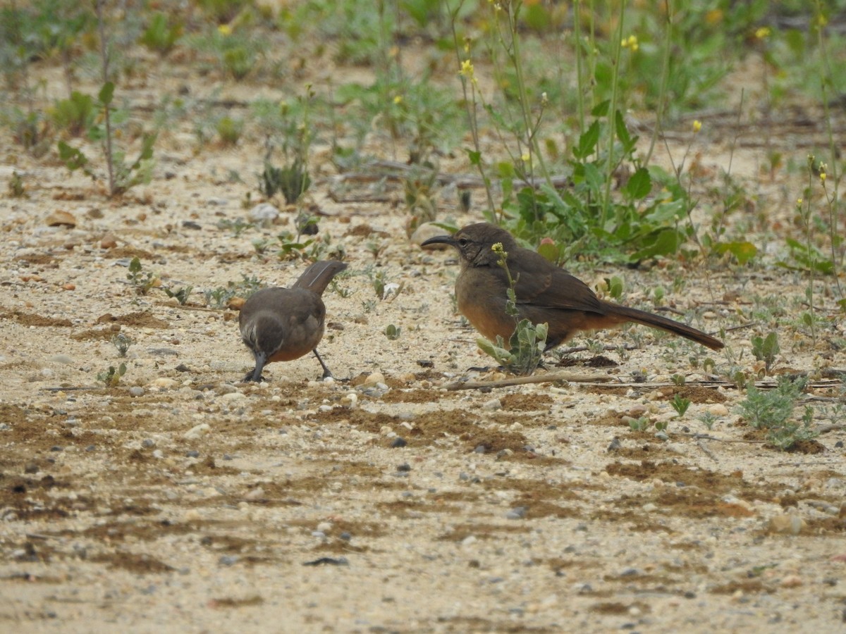 California Thrasher - ML635916550