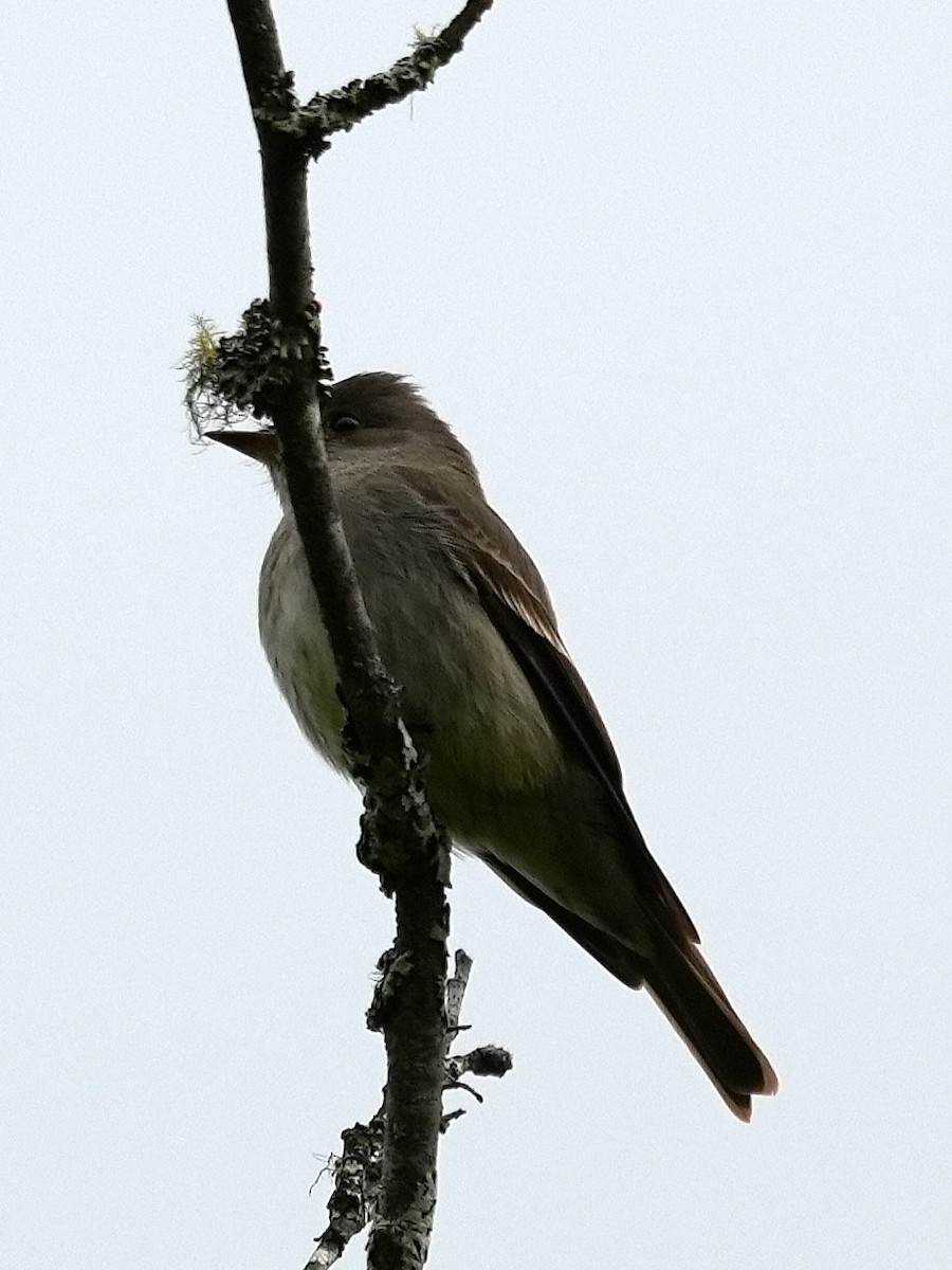 Western Wood-Pewee - ML635916619
