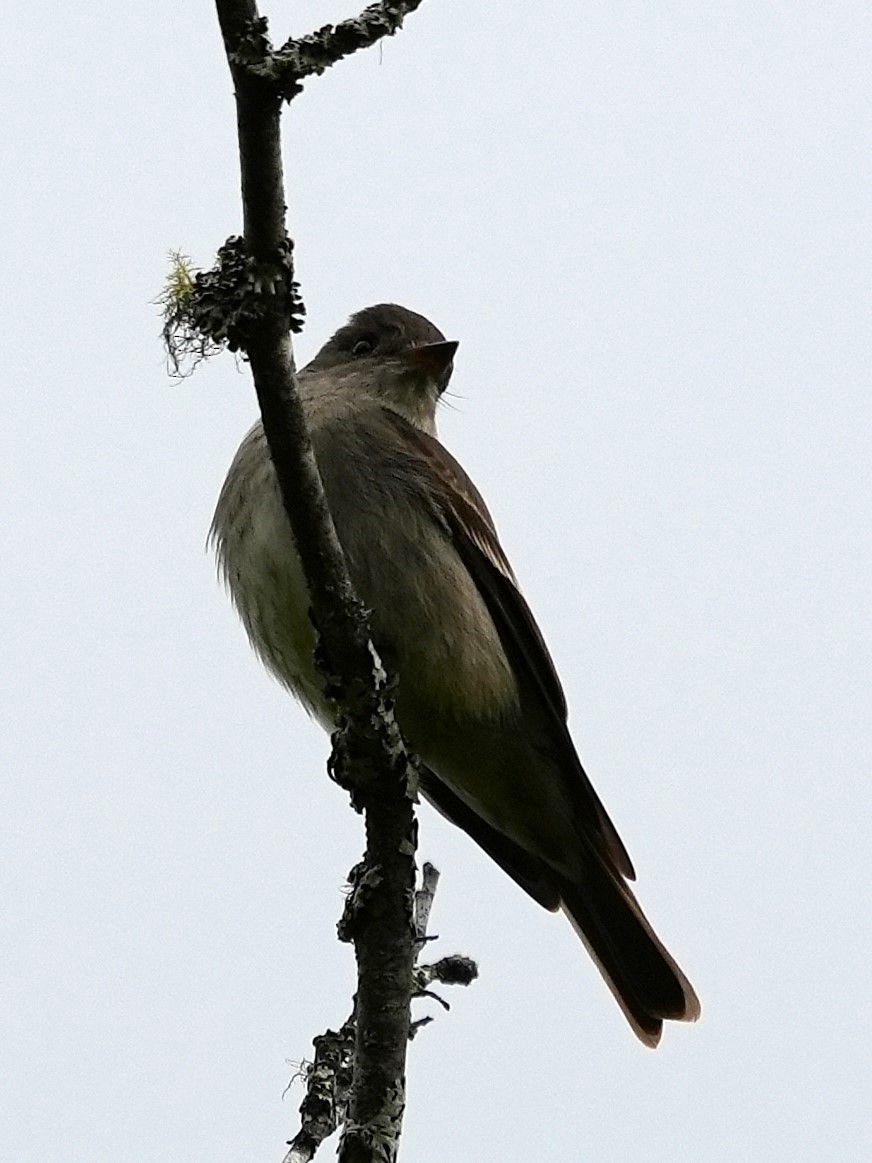 Western Wood-Pewee - ML635916620
