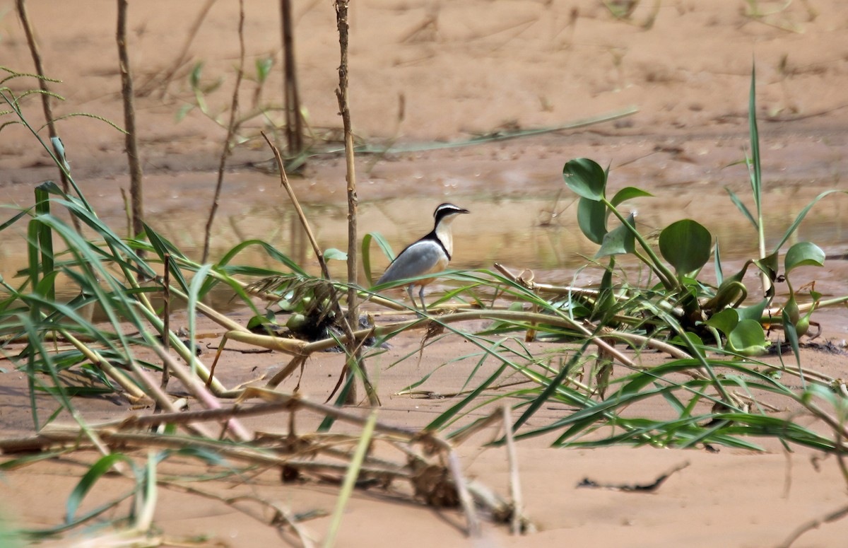 Egyptian Plover - ML635916621