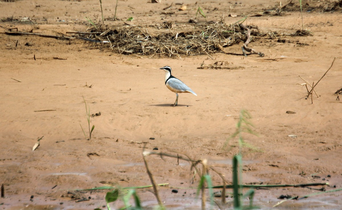 Egyptian Plover - ML635916641