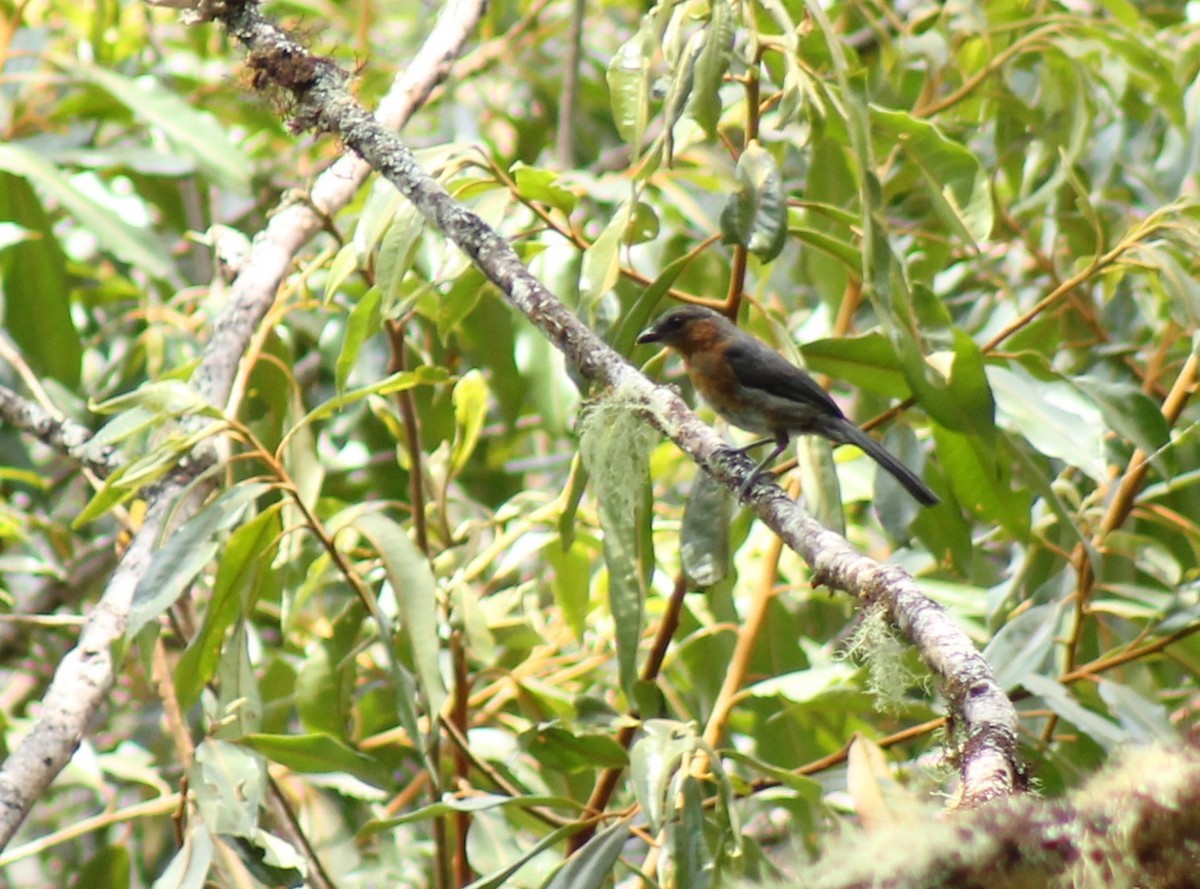 Slaty Tanager - ML635916756