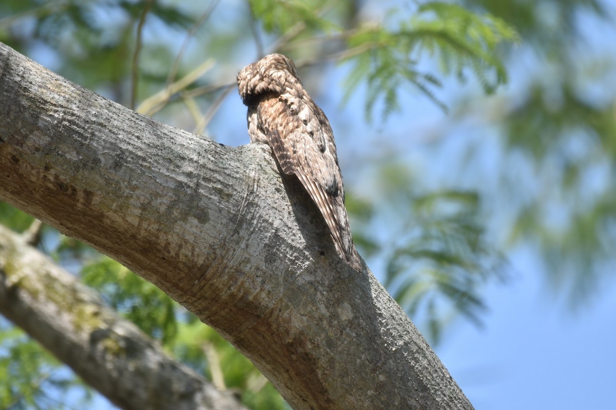 Northern Potoo - ML635916824