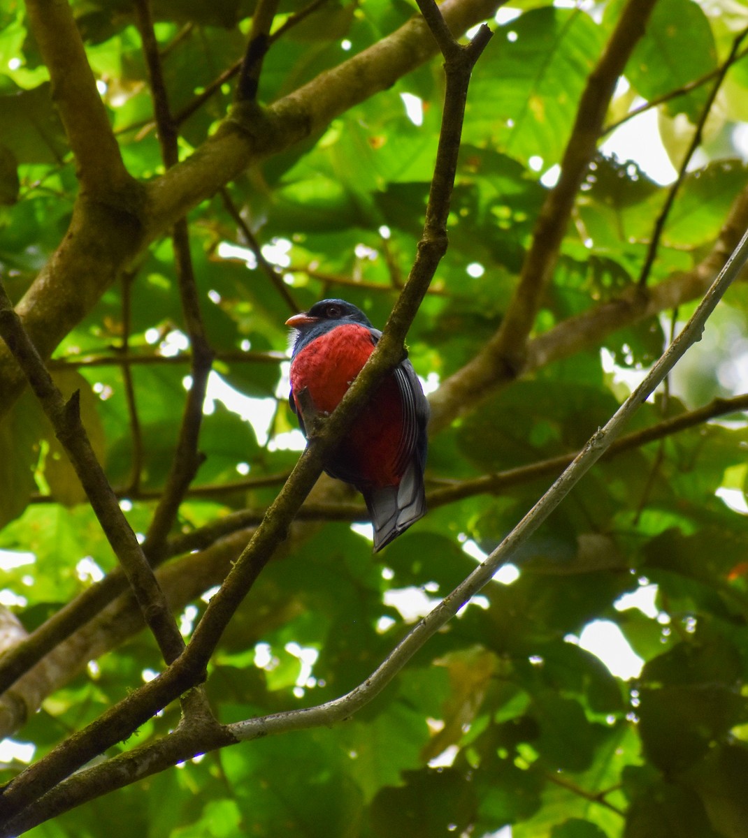 Slaty-tailed Trogon - ML635916986