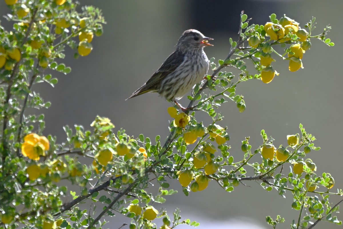 Pine Siskin - ML635917125