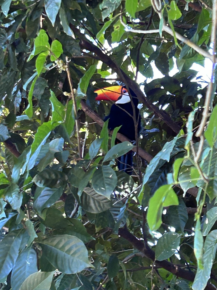 Toco Toucan - ML635917156