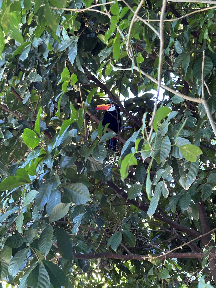 Toco Toucan - ML635917158
