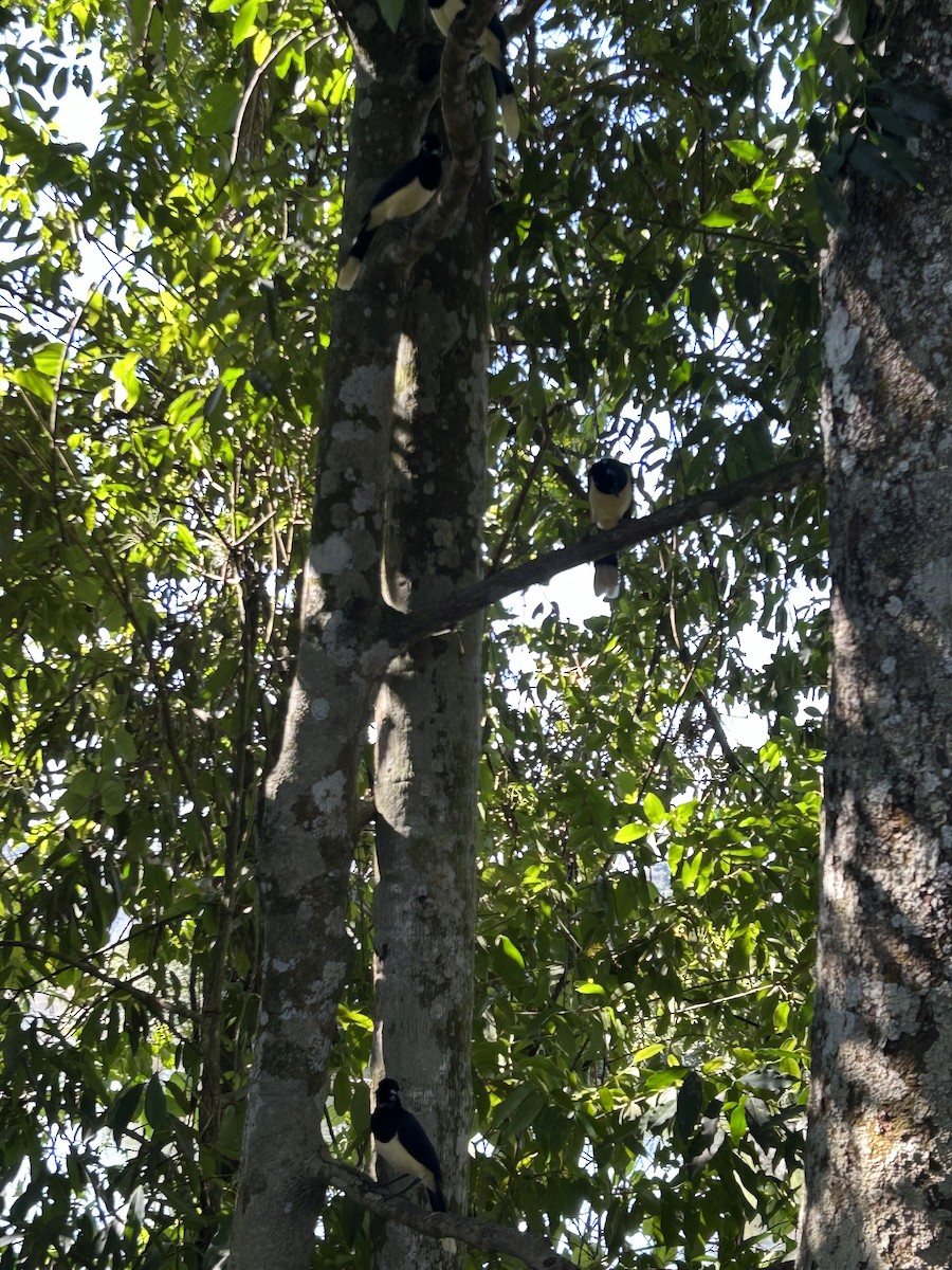 Plush-crested Jay - ML635917170