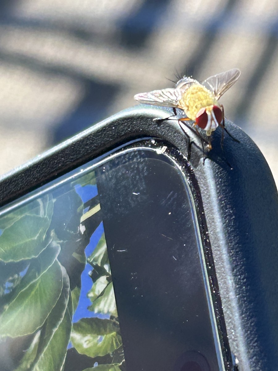 Insects - ML635917218