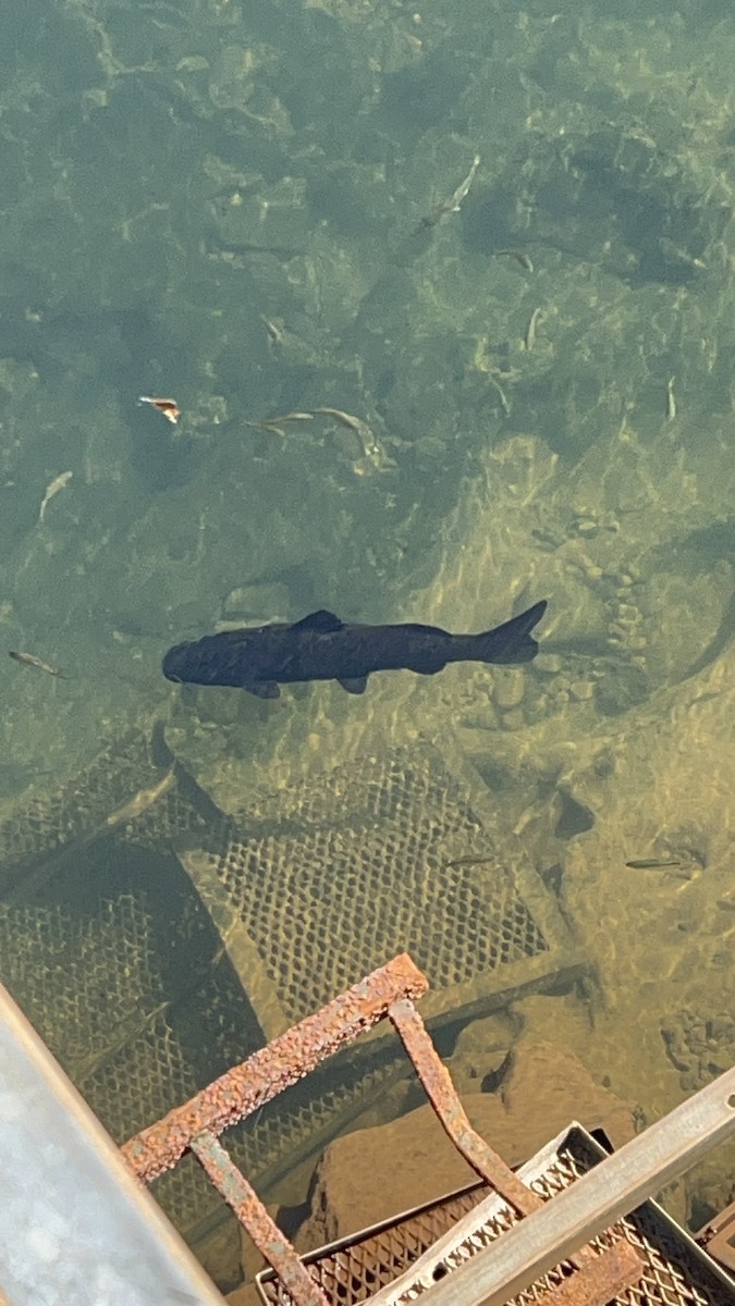 Ray-finned Fishes - ML635917219