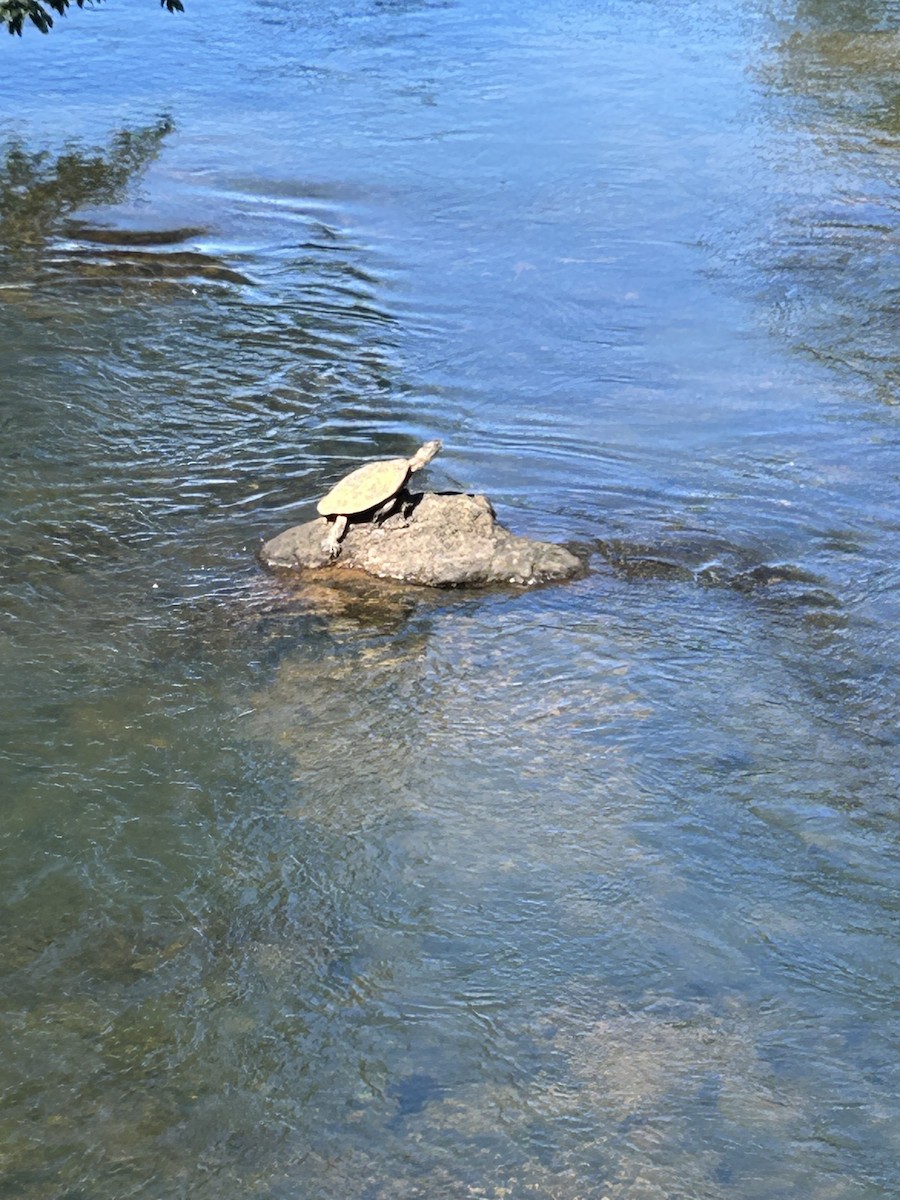 Reptiles - ML635917220