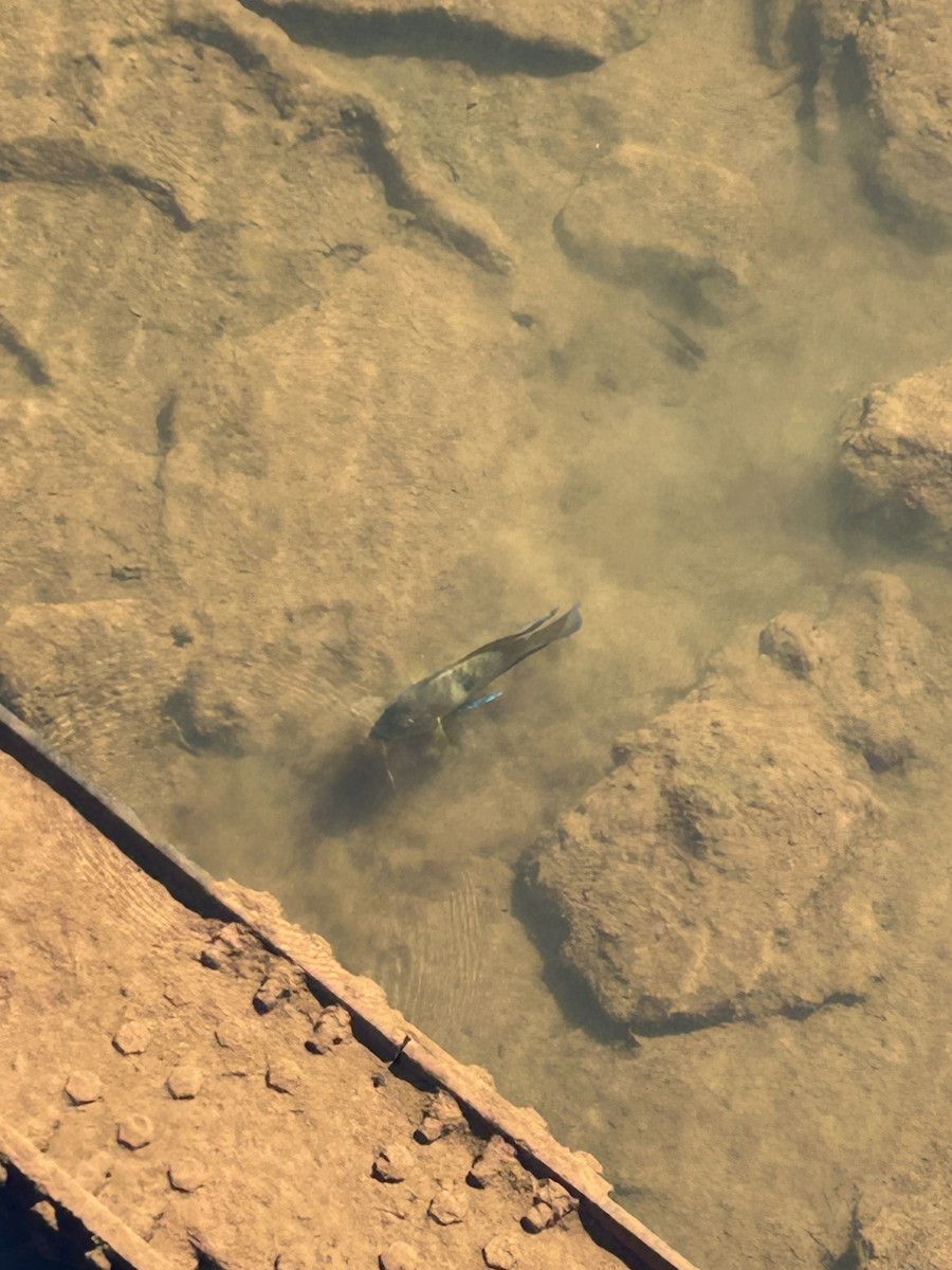 Ray-finned Fishes - ML635917221