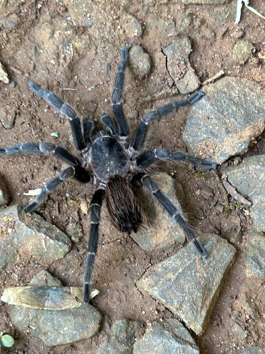 Arachnids - ML635917234