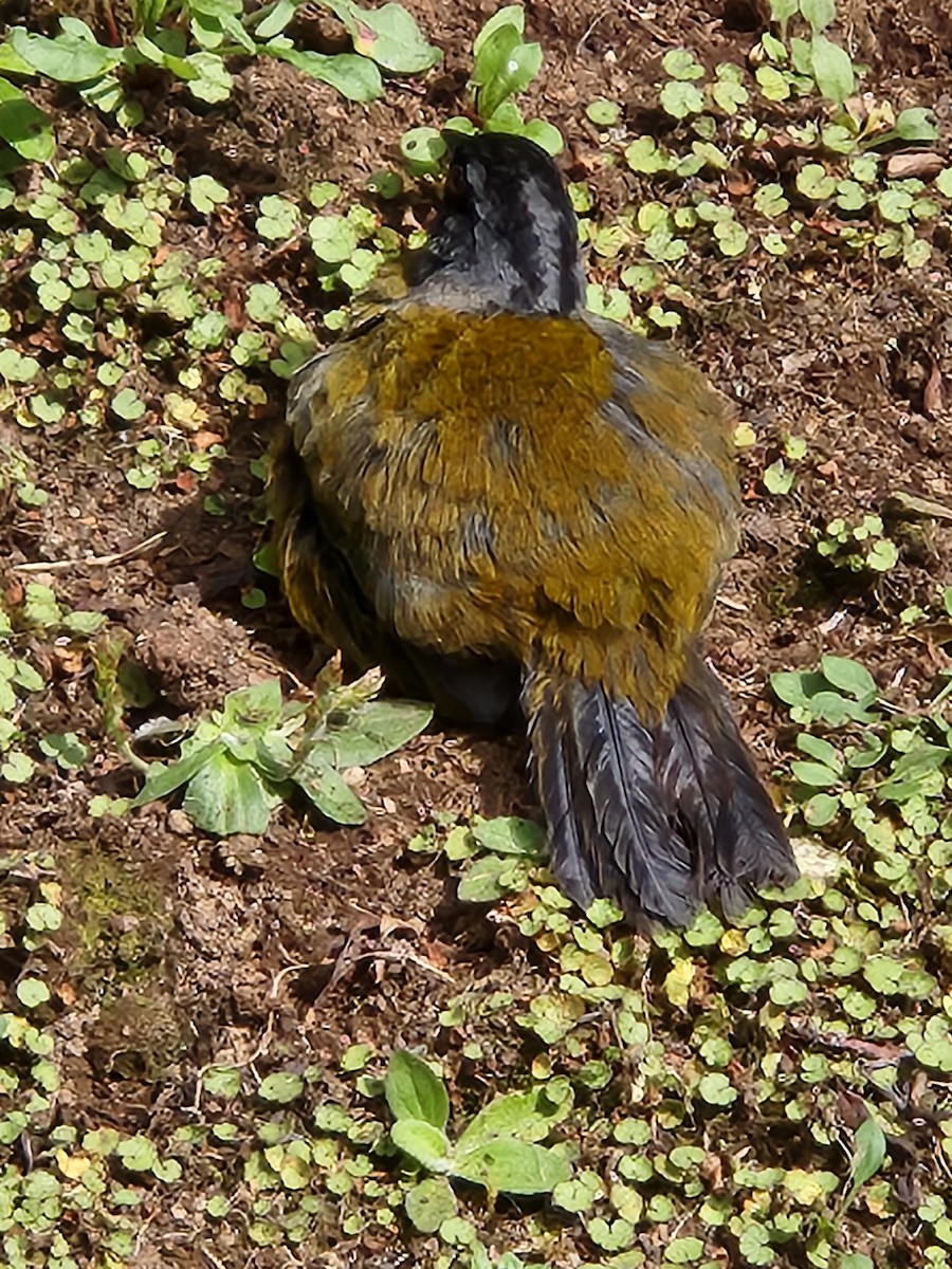 Large-footed Finch - ML635917321