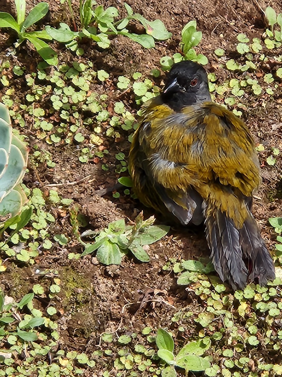 Large-footed Finch - ML635917322