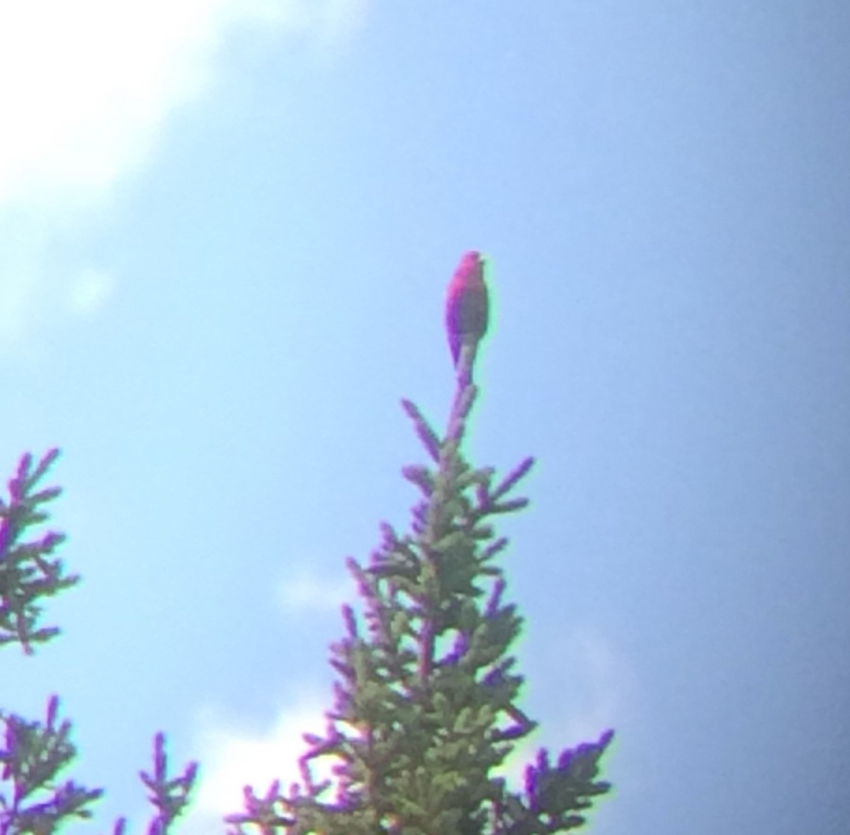 White-winged Crossbill - ML63591741