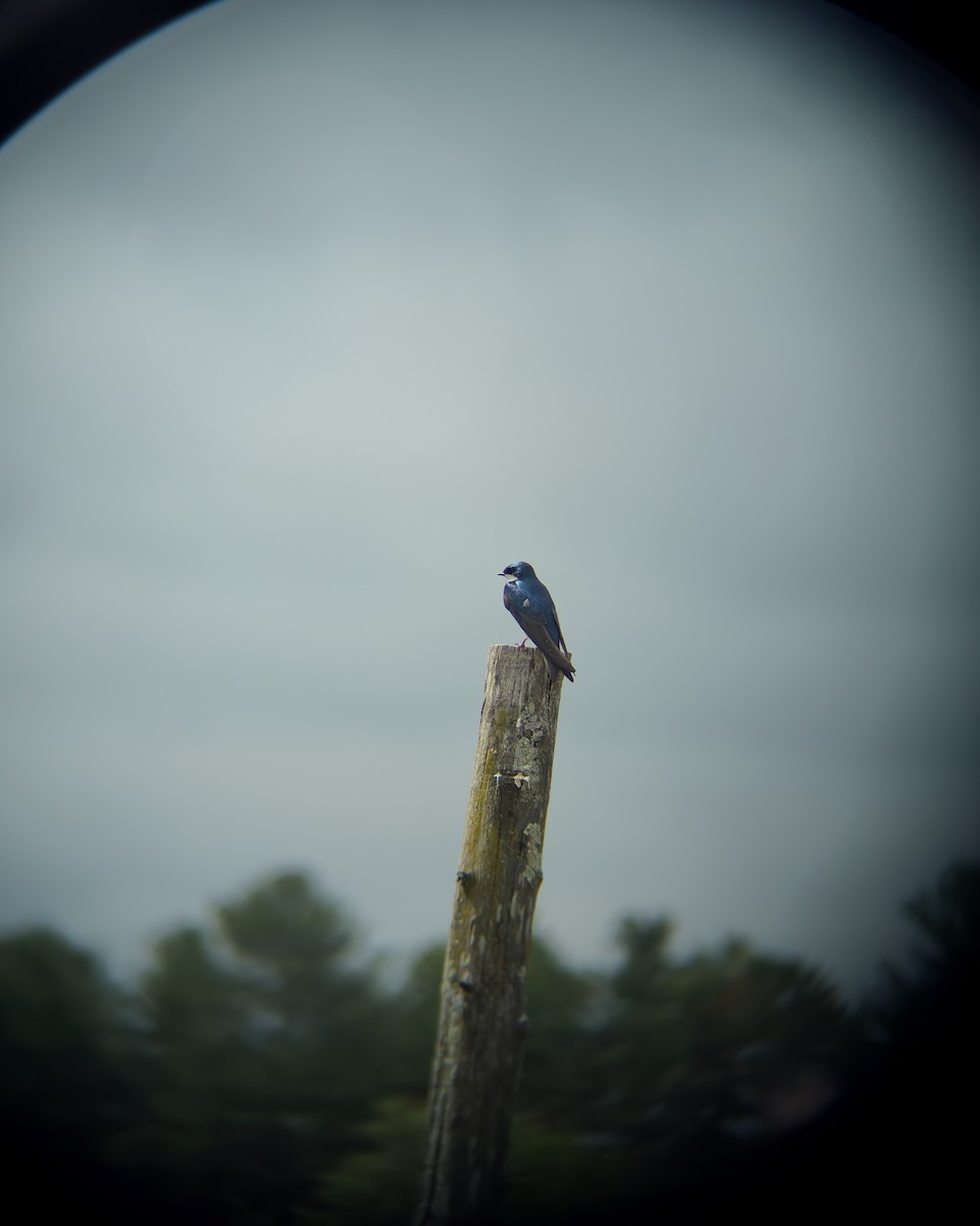 Tree Swallow - ML635917513