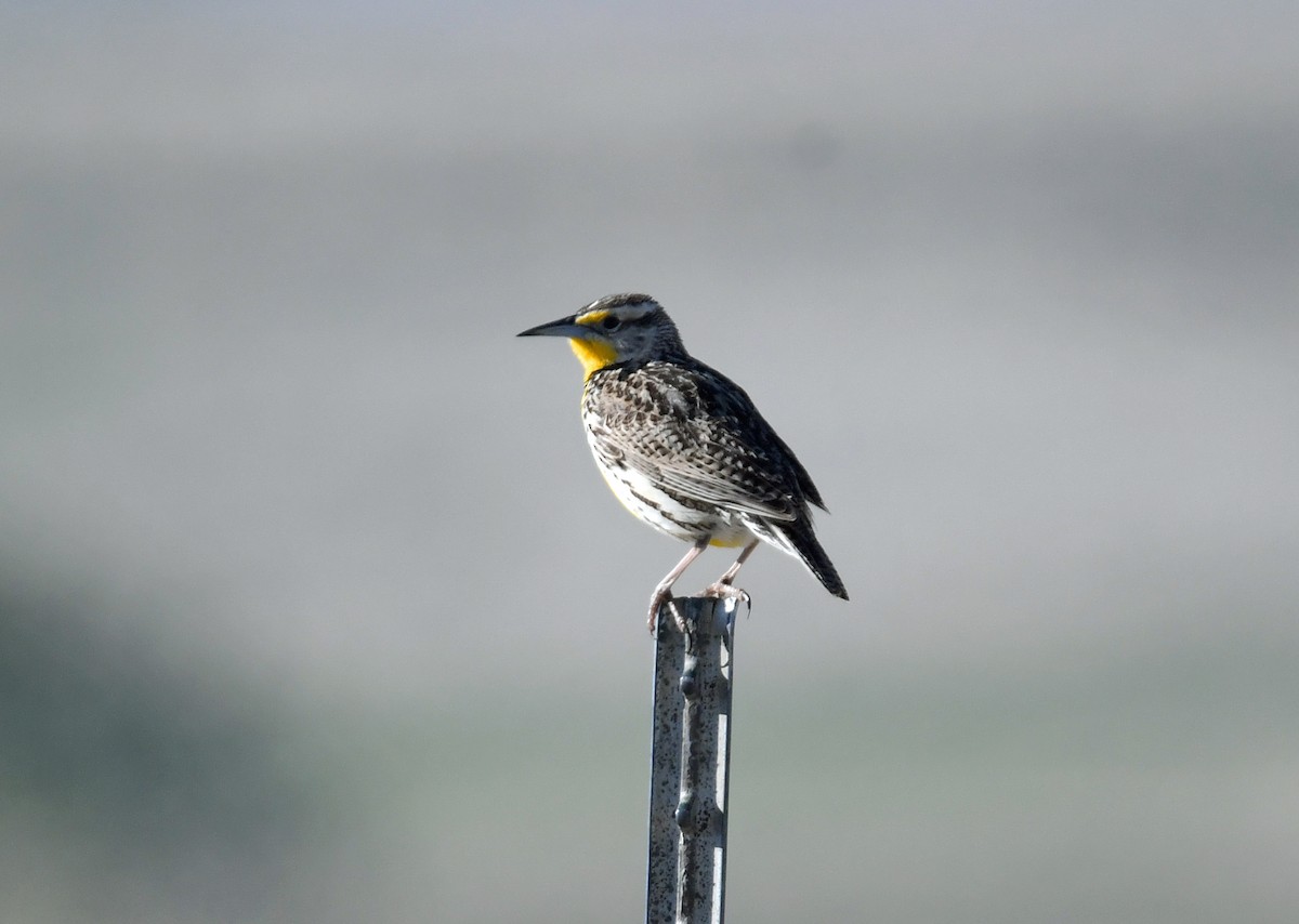 Western Meadowlark - ML635917527