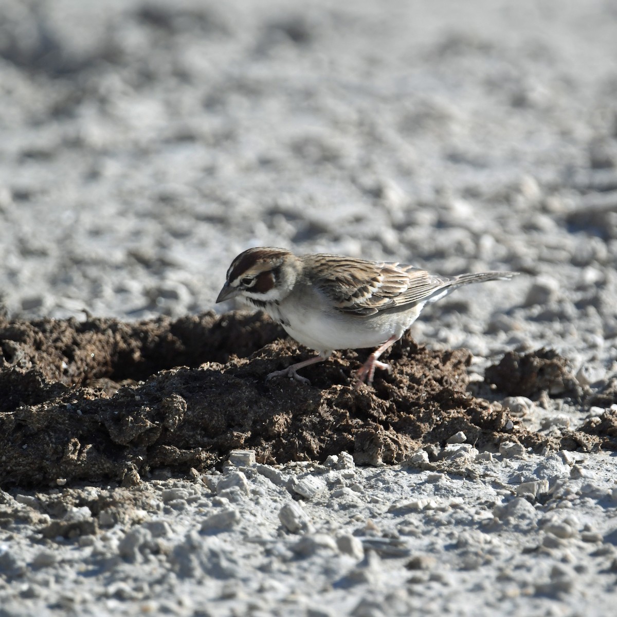 Lark Sparrow - ML635917669