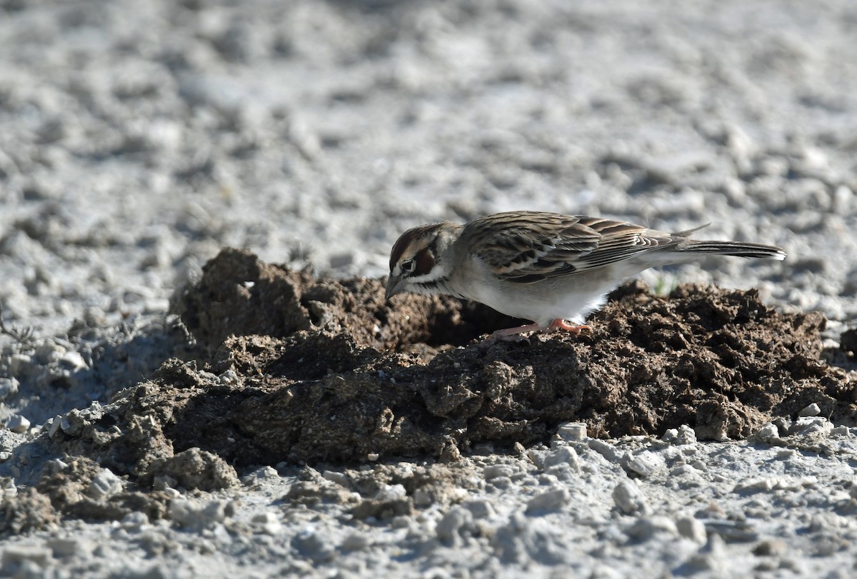 Lark Sparrow - ML635917672