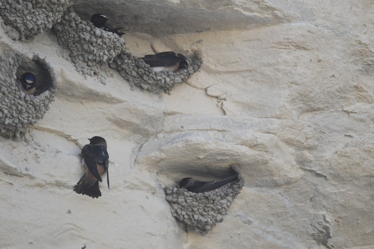 Cliff Swallow - ML635917723