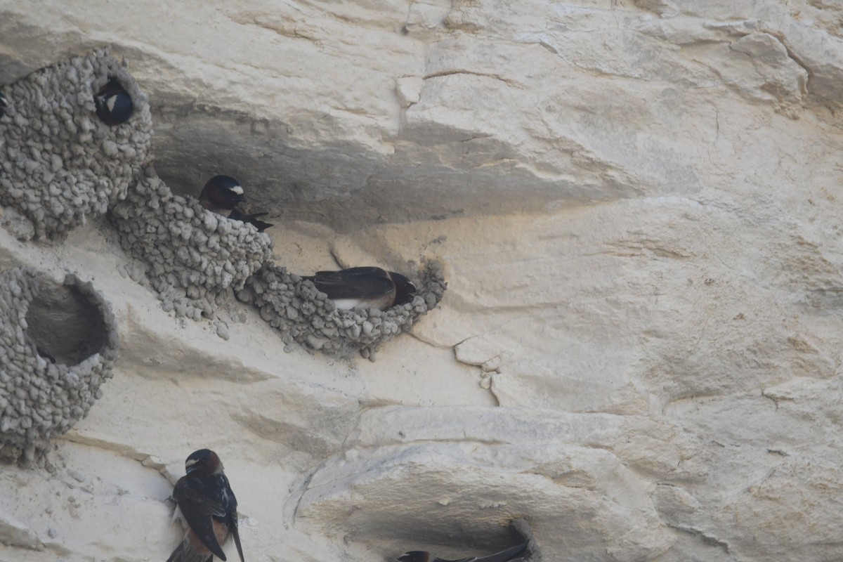 Cliff Swallow - ML635917728