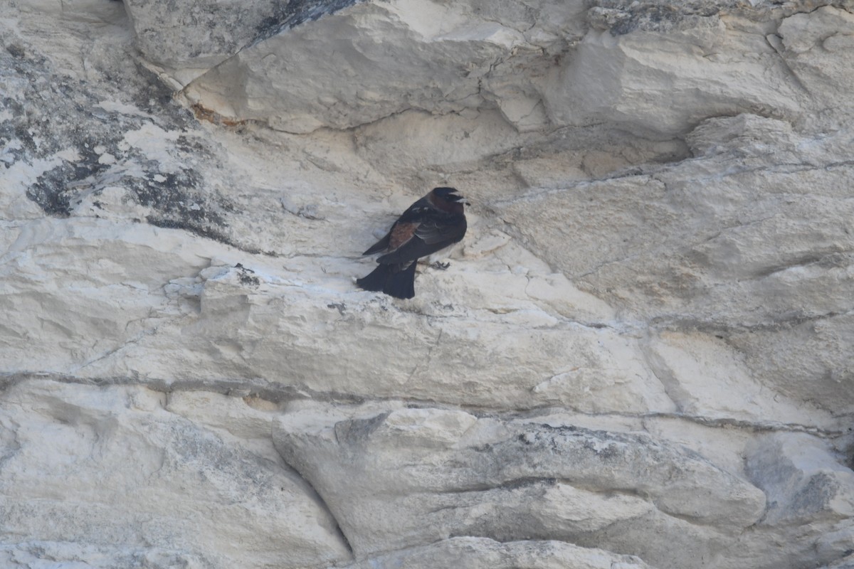 Cliff Swallow - ML635917732