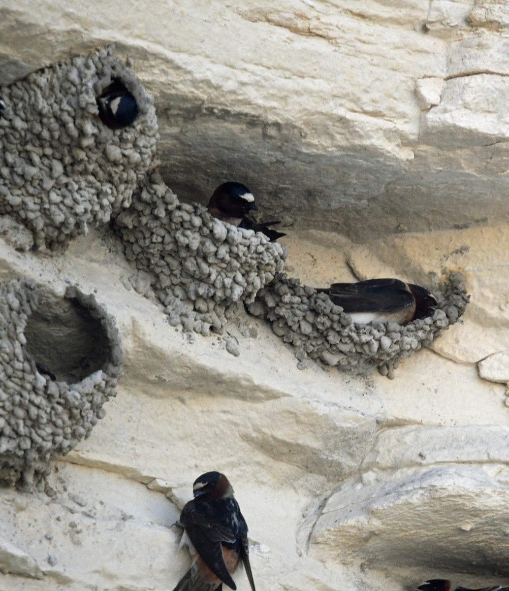 Cliff Swallow - ML635917737