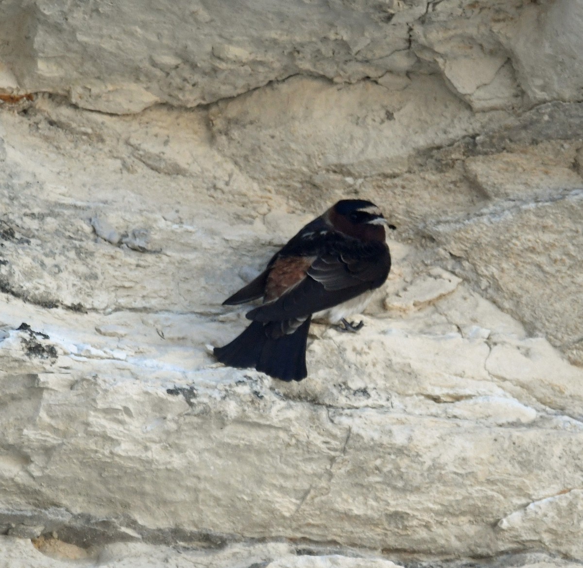 Cliff Swallow - ML635917754