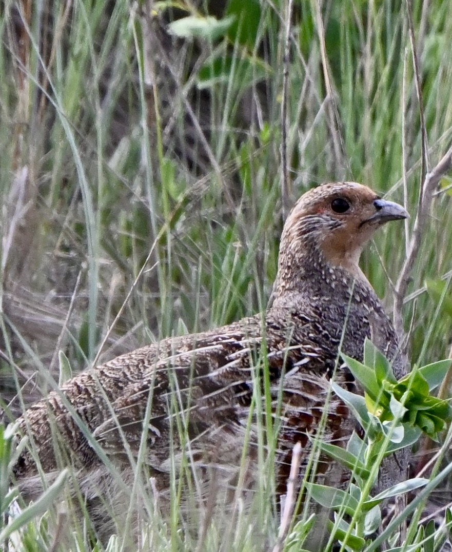 Gray Partridge - ML635917869