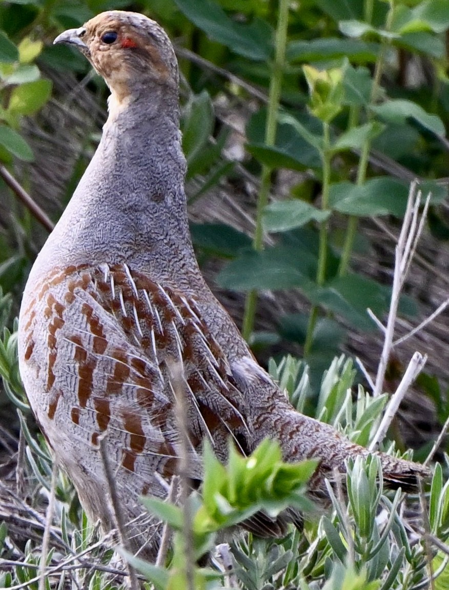 Gray Partridge - ML635917870
