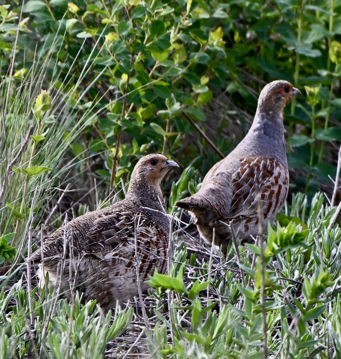 Gray Partridge - ML635917872
