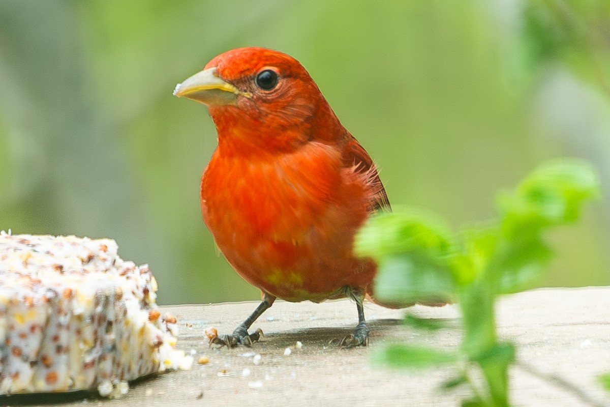 Summer Tanager - ML635917911