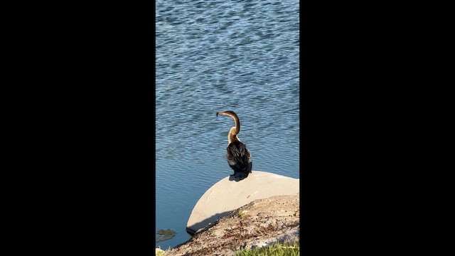 Anhinga - ML635917997