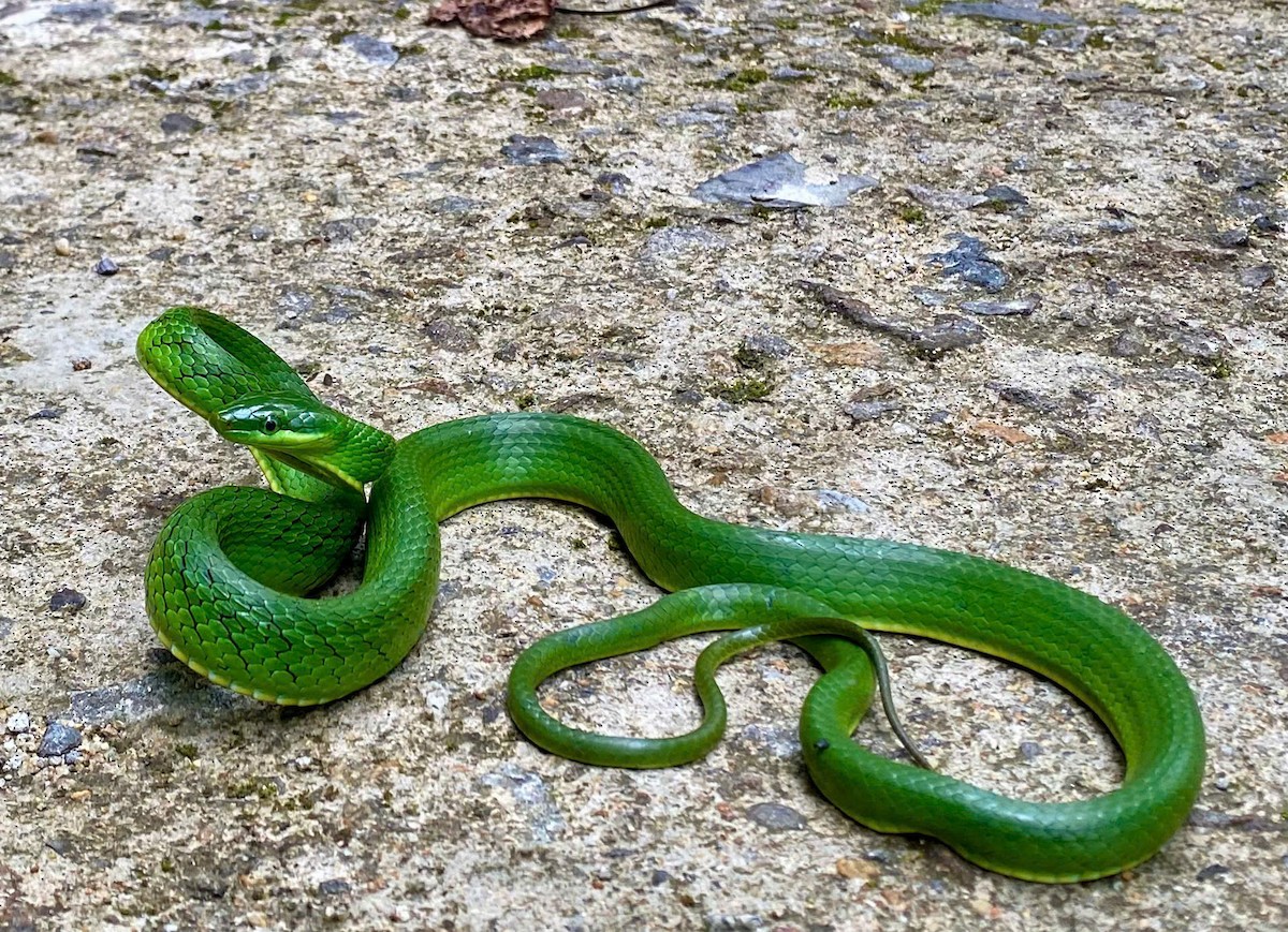 Blue-eyed Bush Rat Snake - ML635918020