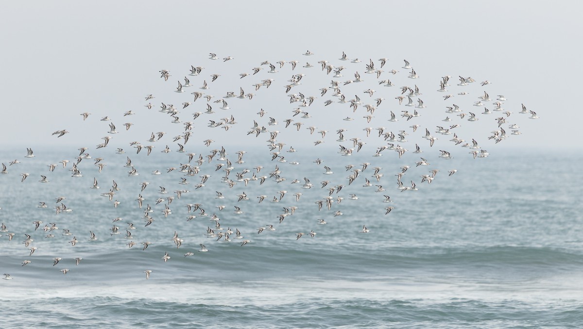 ミユビシギ - ML635918097