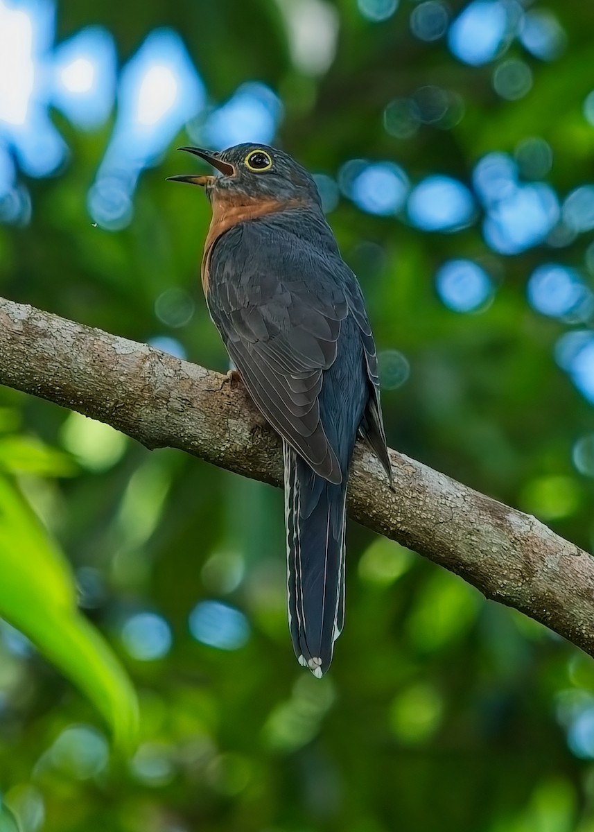 Chestnut-breasted Cuckoo - ML635918154