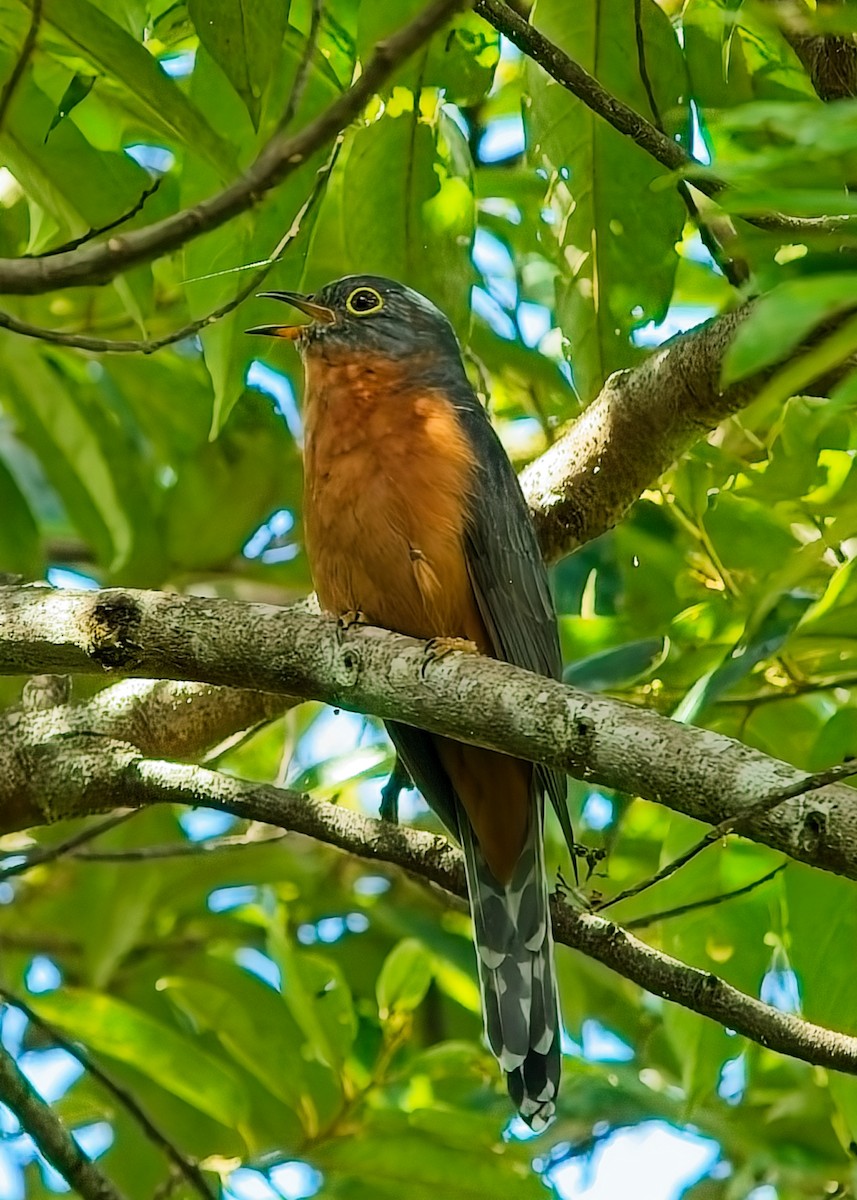 Chestnut-breasted Cuckoo - ML635918155