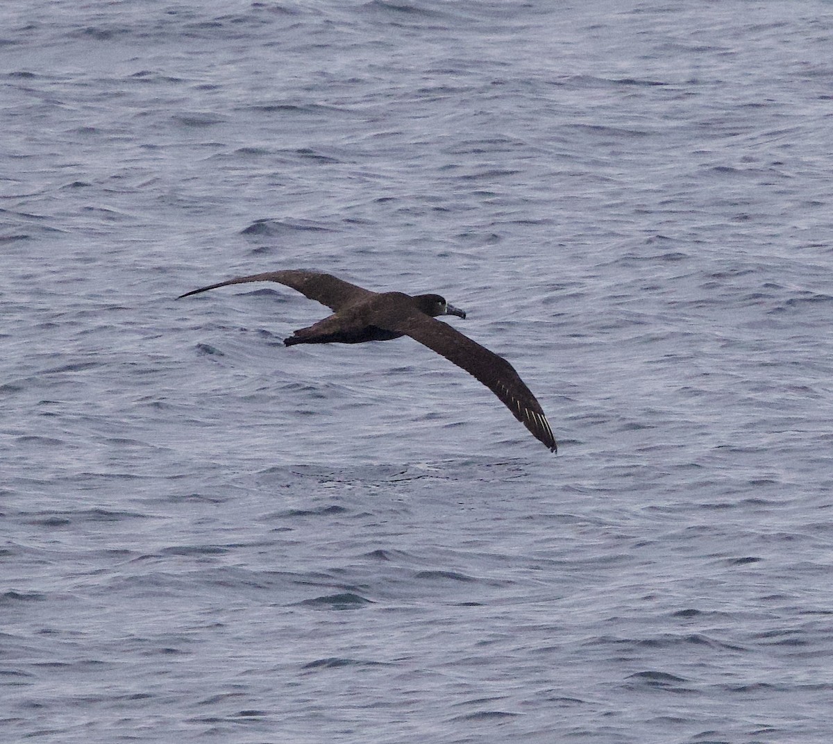 Black-footed Albatross - ML635918197