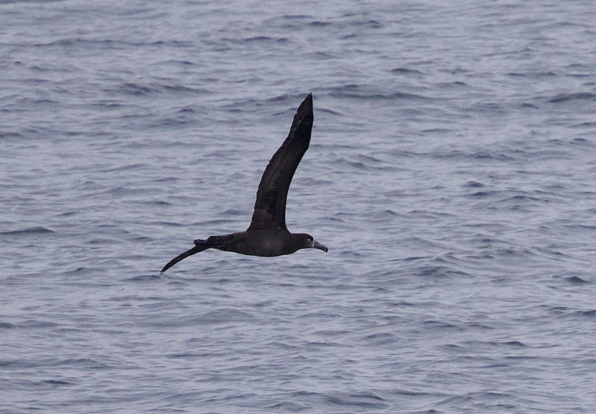 Black-footed Albatross - ML635918198