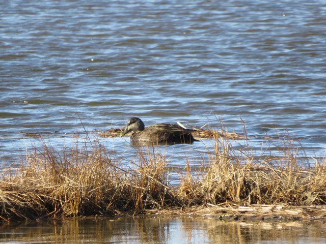 American Black Duck - ML635918276