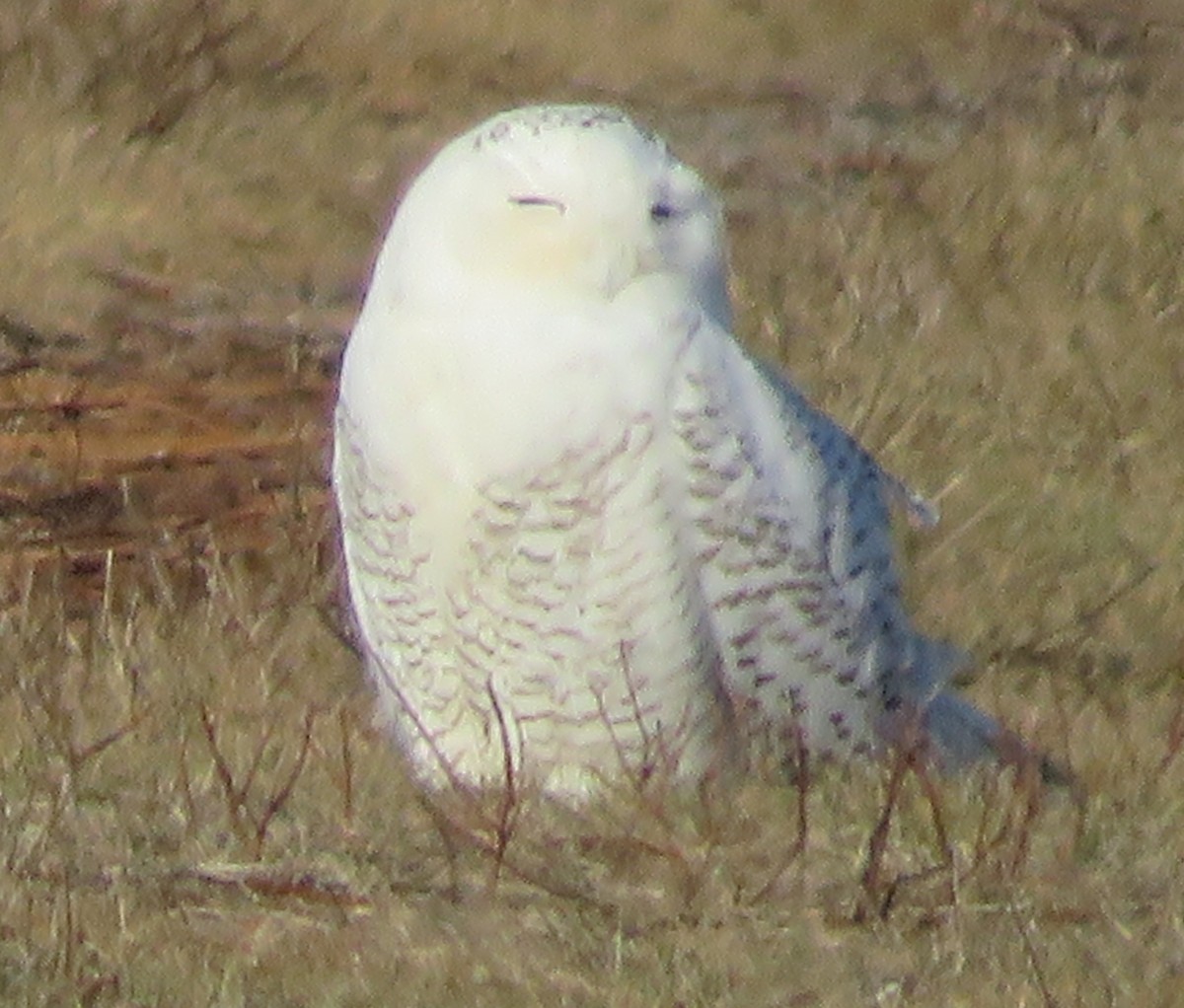 Snowy Owl - ML635918373