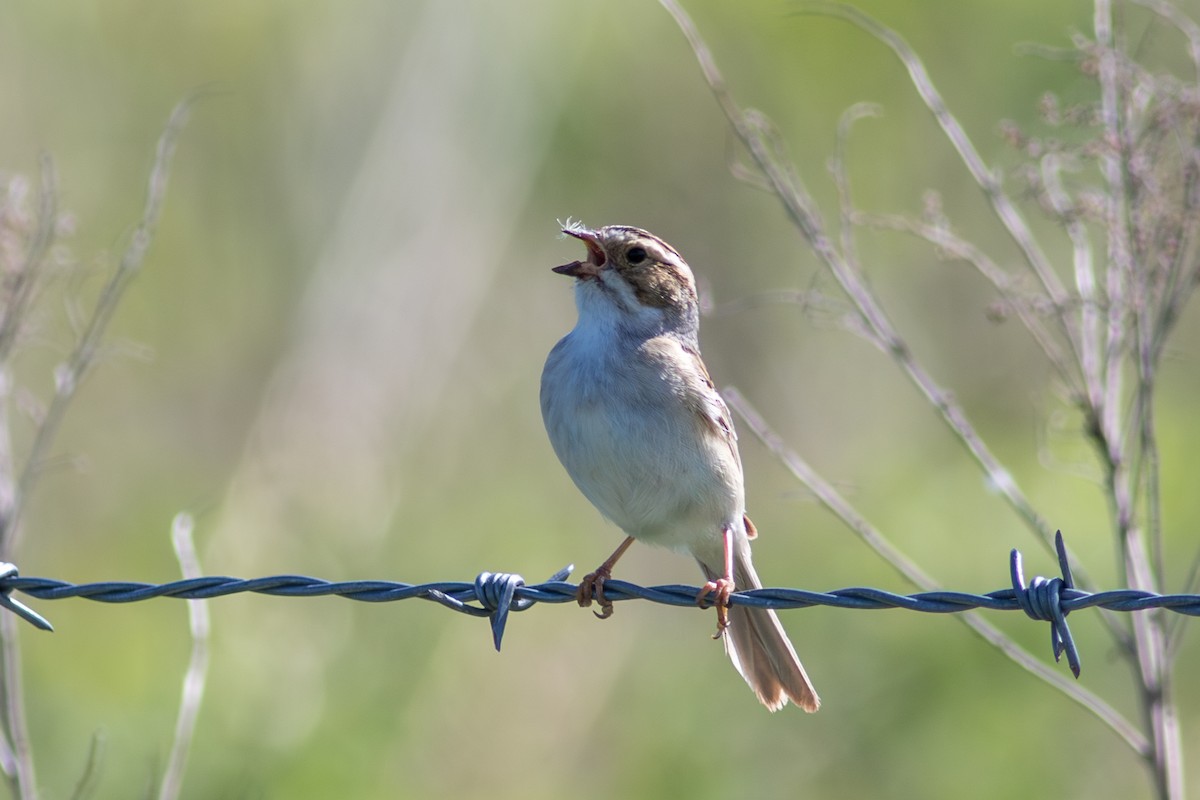 Clay-colored Sparrow - ML635918446