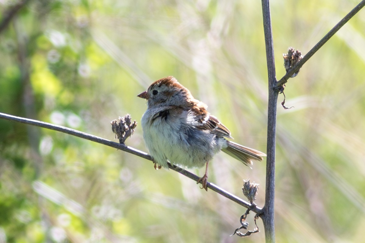 Field Sparrow - ML635918508