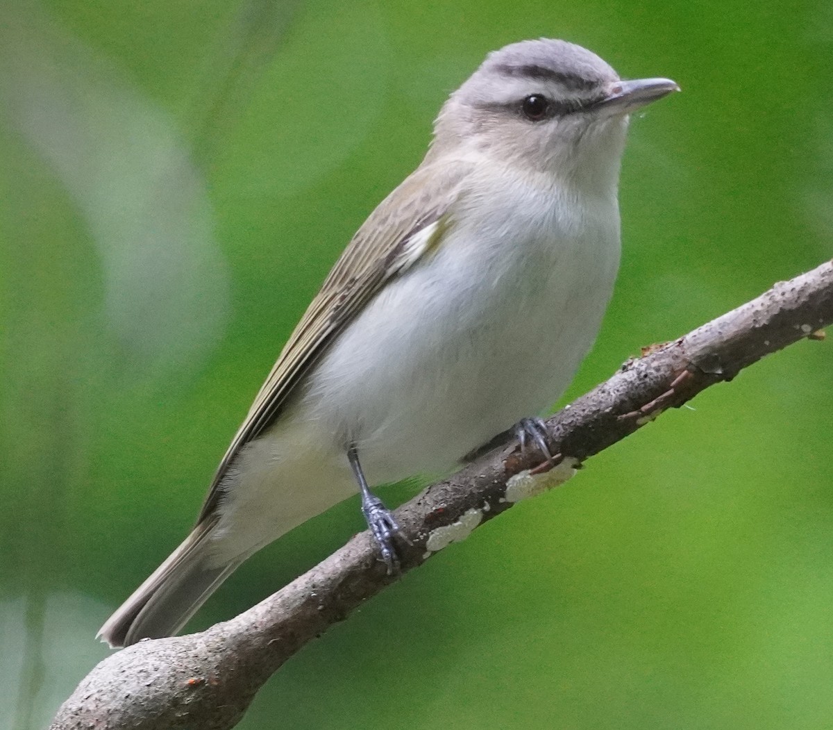 Kızıl Gözlü Vireo - ML635918531