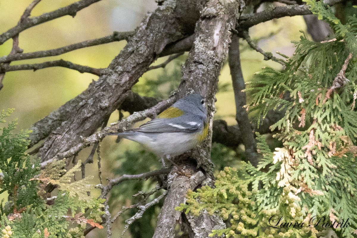 Northern Parula - ML635918533