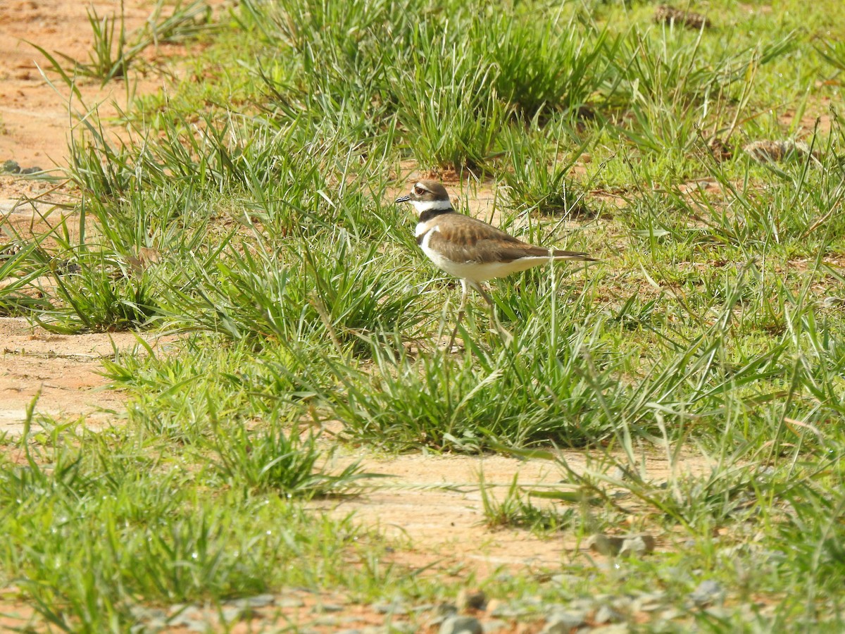 Killdeer - ML635918542