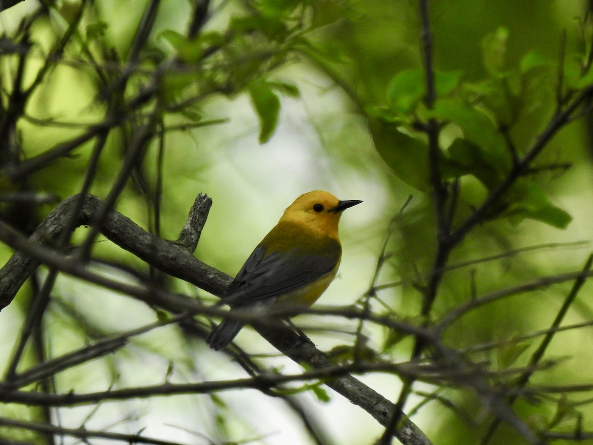 Prothonotary Warbler - ML635918558